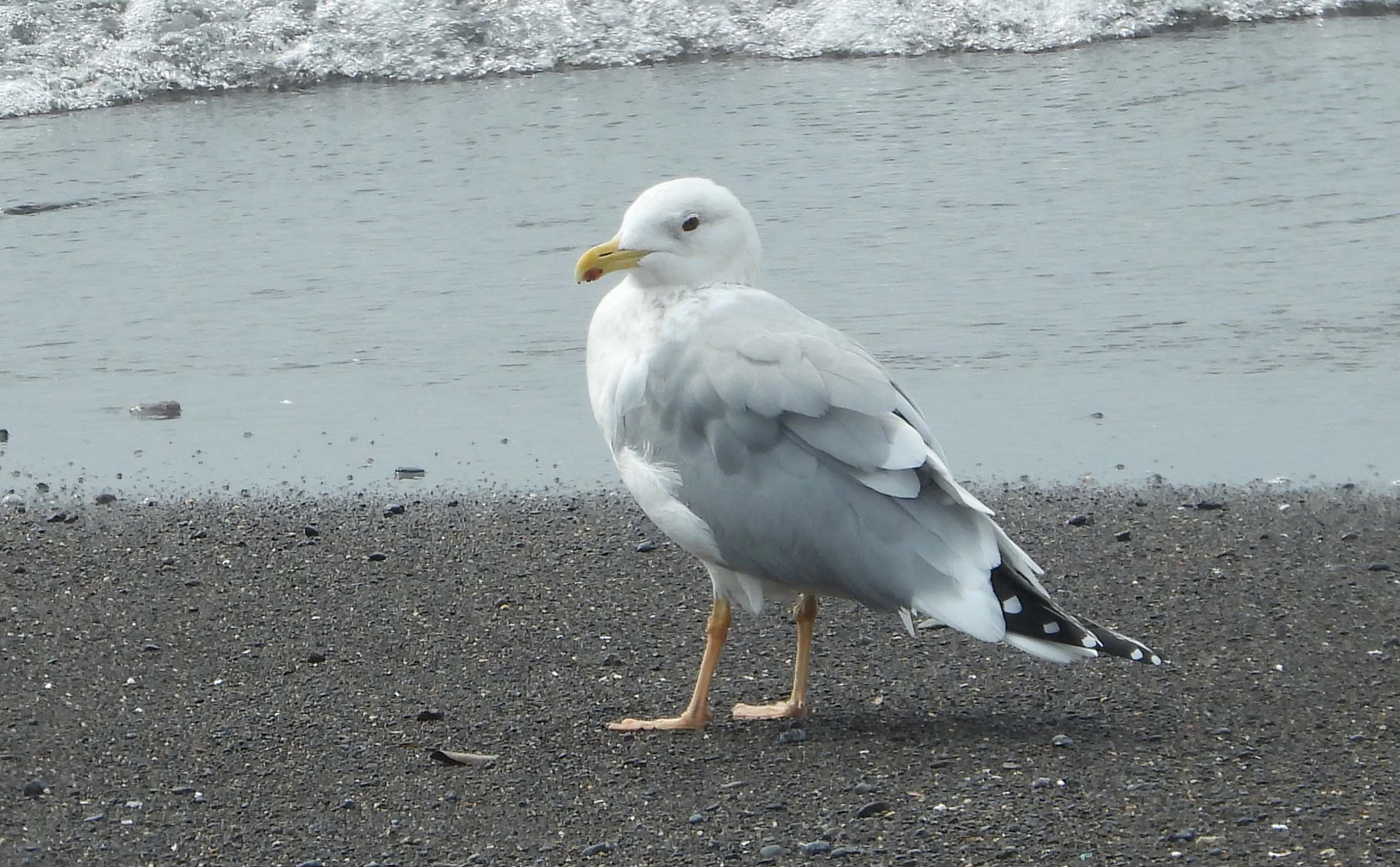 オンライン店 高品質！ニシセグロカモメ Herring gull 頭骨